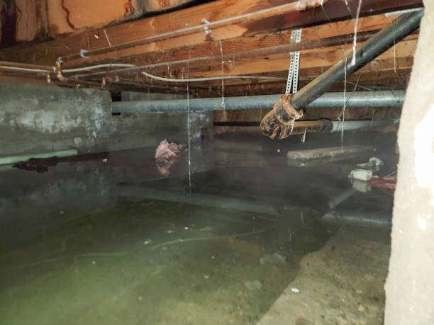 Best Water damage cleanup near me  in Blue Ash, OH